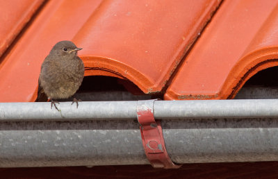 Black redstart / Zwarte roodstaart