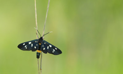Nine-spotted moth / Phegeavlinder