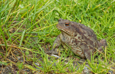 Gewone pad / Common Toad