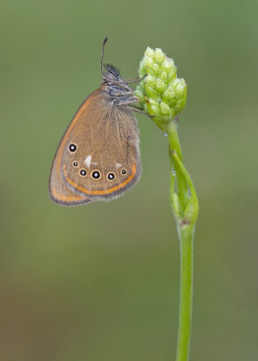 Chestnut heath / Roodstreephooibeestje