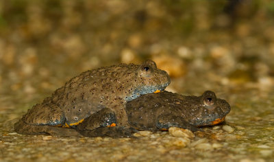 Yellow bellied toad / Geelbuikvuurpad 