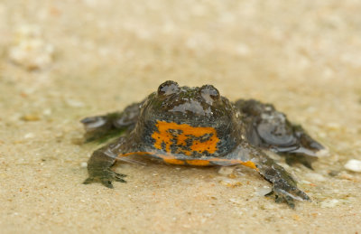 Yellow bellied toad / Geelbuikvuurpad 