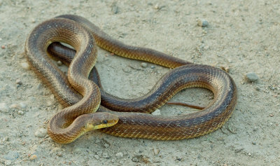 Aesculapian snake / Esculaapslang 