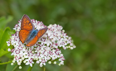 Purple-Shot Copper / Violette vuurvlinder