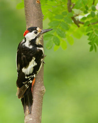 Syrian woodpecker / Syrische bonte specht