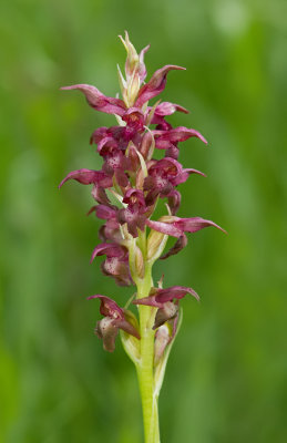 Bug Orchid / Wantsenorchis