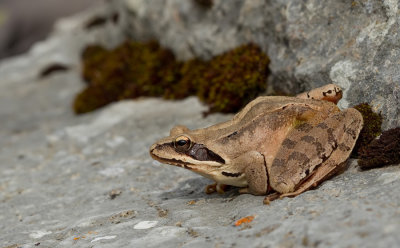 Agile frog / Springkikker