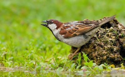 House Sparrow / Huismus