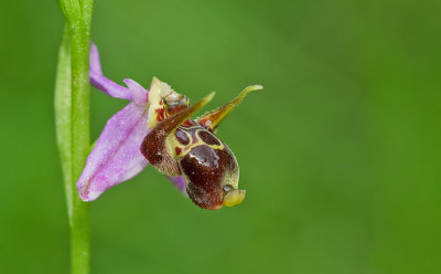 Horned Woodcock Orchid / Gehoornde sniporchis (Ophrys scolopax subsp. cornuta)