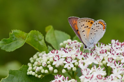 Purple-Shot Copper / Violette vuurvlinder