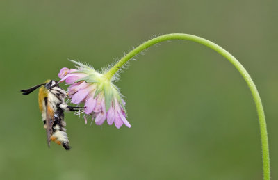 Narrow-bordered Bee Hawk-moth / Hommelvlinder