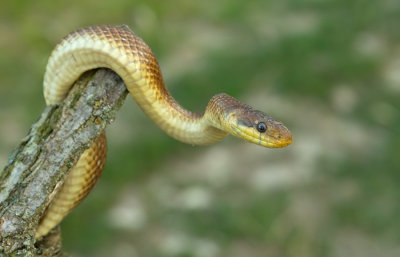 Aesculapian snake / Esculaapslang
