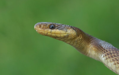 Aesculapian snake / Esculaapslang