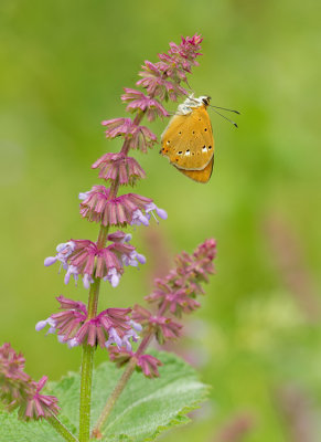 Scarce copper / Morgenrood