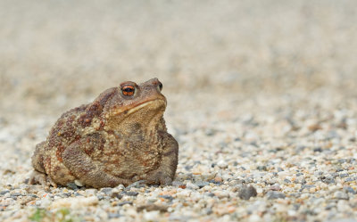 Gewone pad / Common Toad