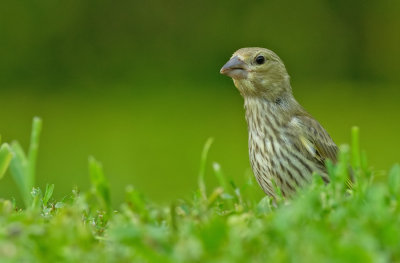 Greenfinch / Groenling