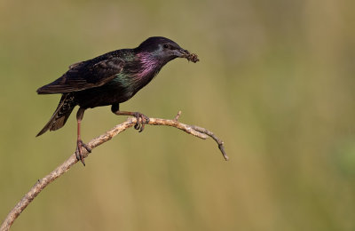 Starling / Spreeuw