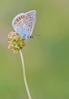 Common blue / Icarusblauwtje