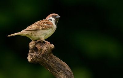 Treesparrow / Ringmus
