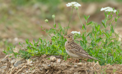 Sky lark / Veldleeuwrik
