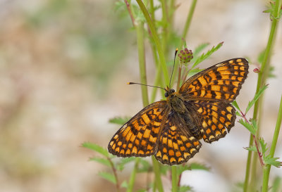 Knapweed Fritillary / Knoopkruidparelmoervlinder