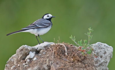 White wagtail / Witte kwikstaart 