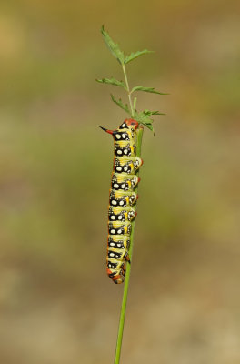 Spurge Hawk-moth / Wolfsmelkpijlstaart