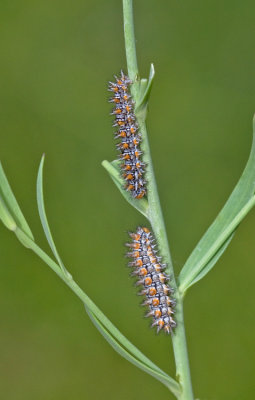 Lesser spotted fritillary / Toortsparelmoervlinder