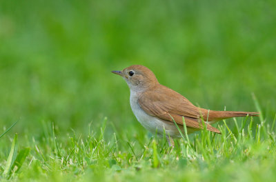 Common Nightingale / Nachtegaal 