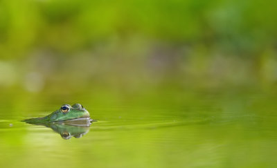 Bastaardkikker / Edible Frog