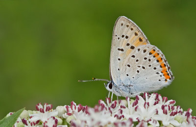 Purple-Shot Copper / Violette vuurvlinder 