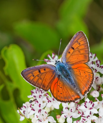 Purple-Shot Copper / Violette vuurvlinder 