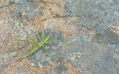 Saga campbelli