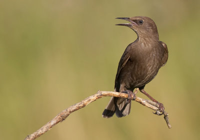 Starling / Spreeuw