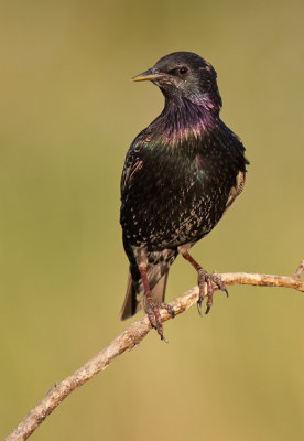Starling / Spreeuw