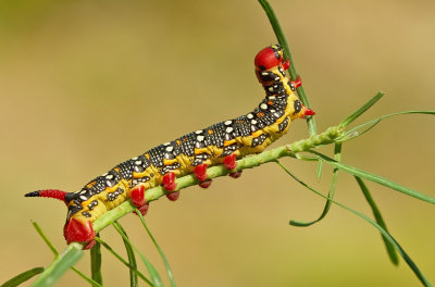 Spurge Hawk-moth / Wolfsmelkpijlstaart