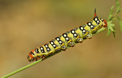 Spurge Hawk-moth / Wolfsmelkpijlstaart