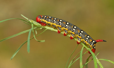 Spurge Hawk-moth / Wolfsmelkpijlstaart