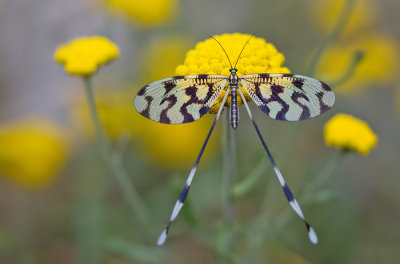 Nemoptera sinuata
