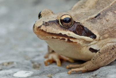 Agile frog / Springkikker