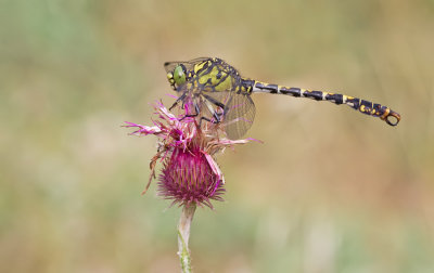 Small Pincertail / Kleine tanglibel