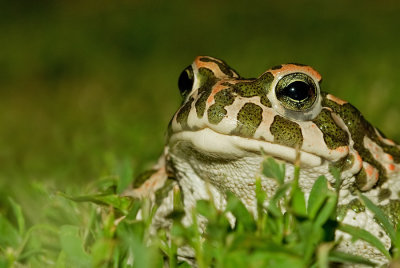Green toad / Groene pad 