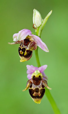 Horned Woodcock Orchid / Gehoornde sniporchis (Ophrys scolopax subsp. cornuta)