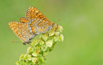 Marsh fritillary / Moerasparelmoervlinder