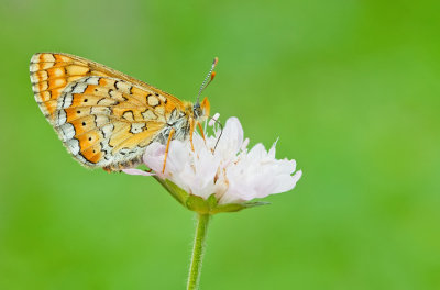 Marsh fritillary / Moerasparelmoervlinder