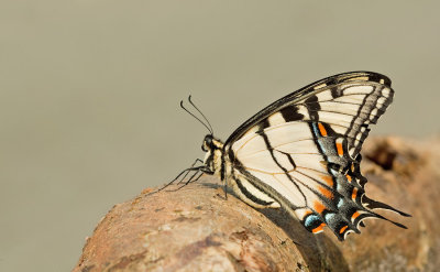 Eastern tiger swallowtail / Papilio glaucus