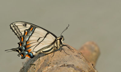 Eastern tiger swallowtail / Papilio glaucus