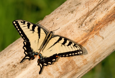 Eastern tiger swallowtail / Papilio glaucus