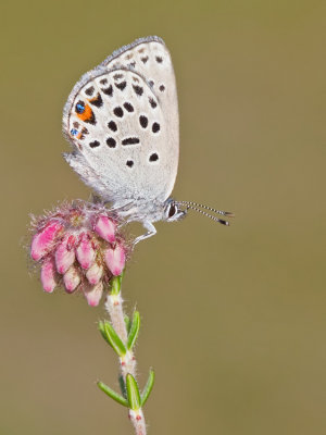 Gossamer-winged butterflies (Lycaenidae) Blauwtjes