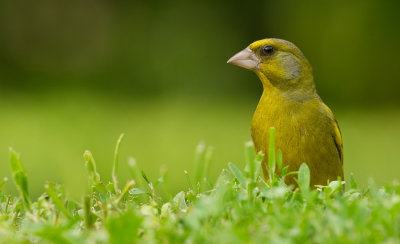 Greenfinch / Groenling